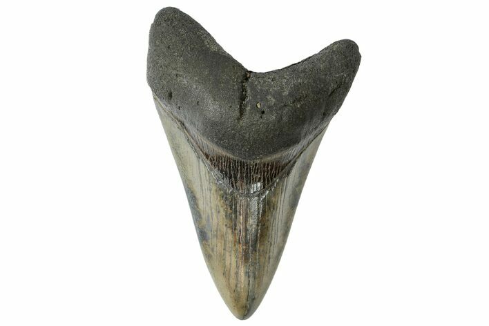 Fossil Megalodon Tooth - South Carolina #164981
